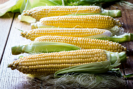 Fresh raw corn cobs