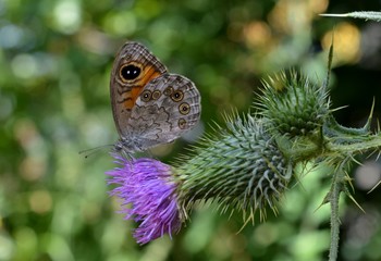 butterfly on a flower