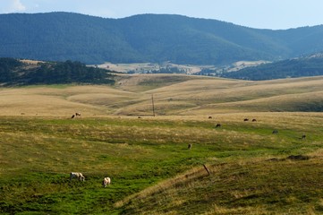 landscape and cows