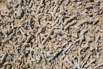 Background of coral fragments.