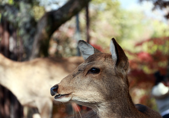 Closeup deer standing background blur autumn garden at the park in Nara, Japan. The park is home to hundreds of freely roaming deer.