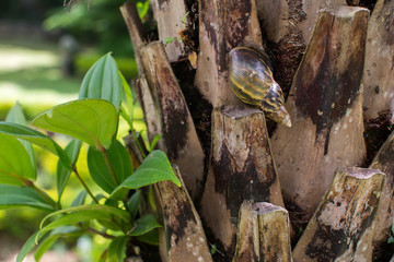 Snail sitting on the bark of a palm tree closeup.