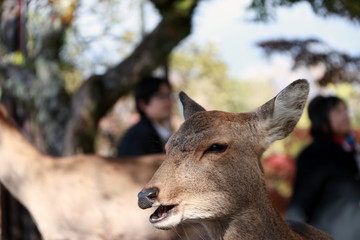 Closeup deer standing background blur autumn garden at the park in Nara, Japan. The park is home to hundreds of freely roaming deer.