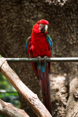 Scarlet macaw parrot bird, beautiful red bird perching on the wooden log