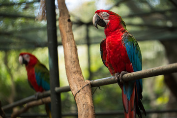 Scarlet macaw parrot bird, beautiful red bird perching on the wooden log