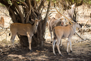 A herd of African deers in the wild. Mauritius.