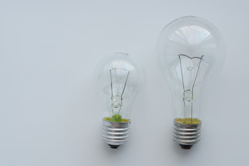 Incandescent bulbs on white background