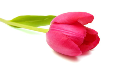 Pink tulips isolated on white background 