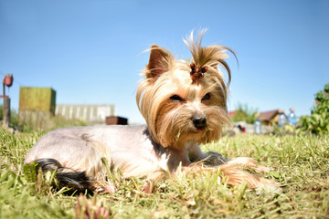 Dog Yorkshire Terrier on the grass against the sky