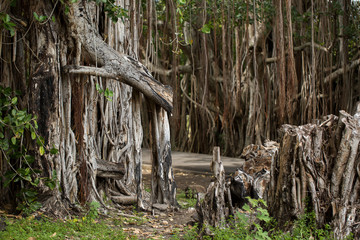 Fototapeta na wymiar large old trees overgrown with lianas