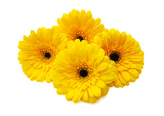 Yellow Gerber flowers, daisies isolated on white 