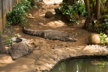 crocodiles