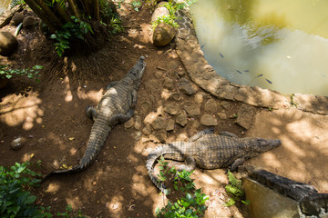 crocodiles