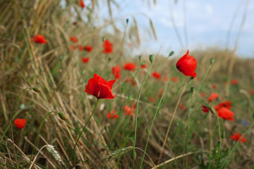 Цветение красных маков в ржаном поле.