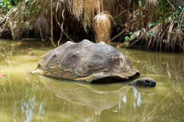Big Seychelles turtle in a swamp.