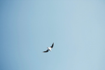flying bird in bright sky