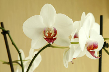 Obraz premium Orchid