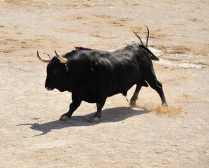 bull in spain