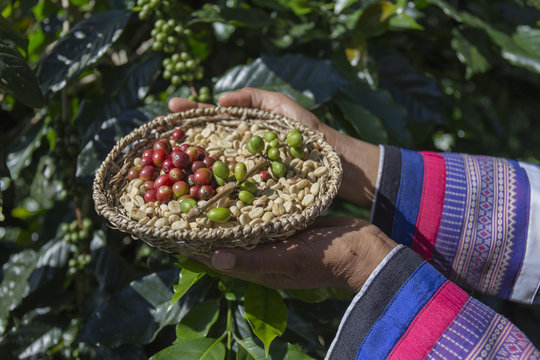 woman handful of fresh organic red coffee beans after harvesting at Little house in the big Woods, 
