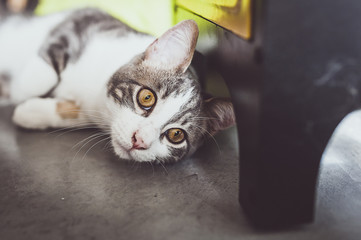 Jeune chat tigré et blanc
