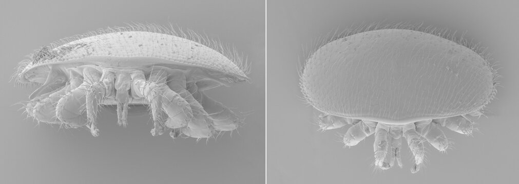 Varroa destructor bee parasite - an electron scanning microscope photo - Magnification 55x