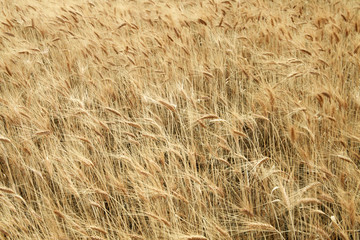 Wheat
