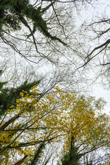 tops of trees against the sky