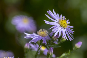 Symphyotrichum novae-angliae Michaelmas daisy in bloom, autumn ornamental herbaceous perennial plant