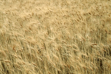 Wheat