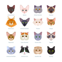Cats faces collection. Vector illustration of different cats breeds, including havana brown, sphynx, British Shorthair, Siamese, Maine Coon, Oriental, Persian, Bengal, Abyssinian, isolated on white.