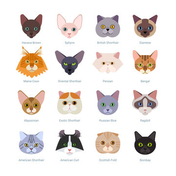 Cats faces collection. Vector illustration of different cats breeds, including havana brown, sphynx, British Shorthair, Siamese, Maine Coon, Oriental, Persian, Bengal, Abyssinian, isolated on white.