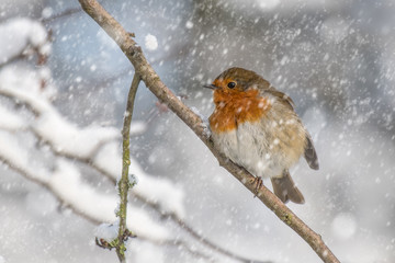 A robin sits perched on a branch as the snow falls