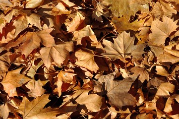 Fondo de hojas secas en invierno