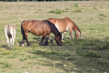 Obraz na płótnie Canvas Horses grazing in summer in Navarra.