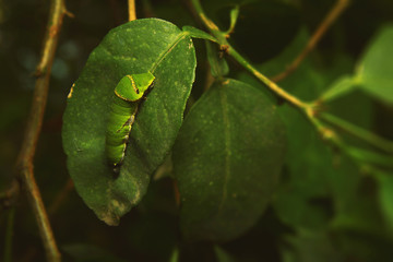 Mature Monarch Caterpillar on green leaf