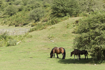 Horses grazing in summer in Navarra.