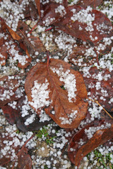 Hail storm - hailstones in the grass in the garden.