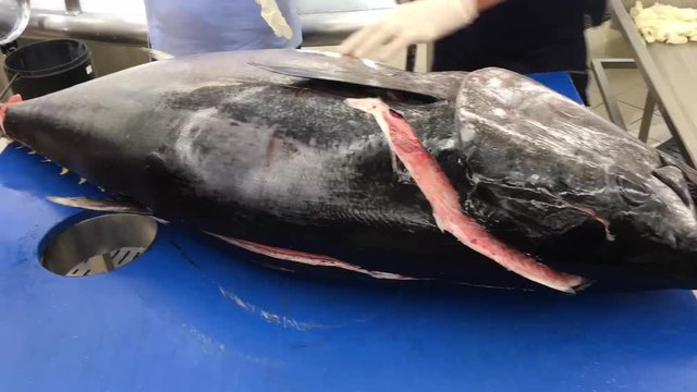 Thunfisch wird filiti