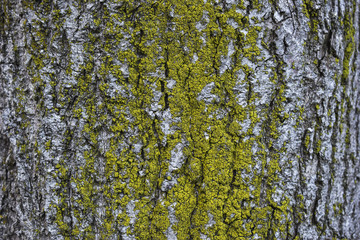 Obraz premium Bemooste Baumrinde