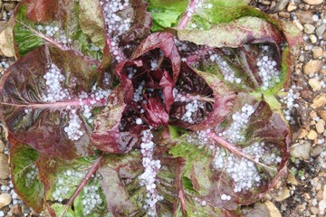 hail storm on the vegetable garden. Red and green salad called Radicchio damaged.