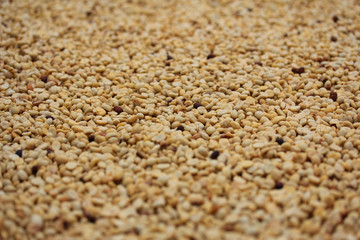 coffe beans to dry by shine