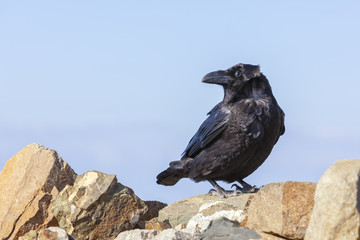 Common Raven