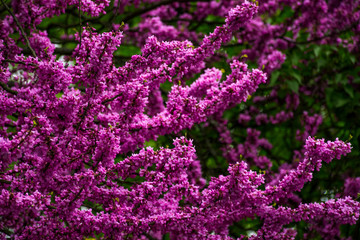 Beautiful springtime closeup background. Judas tree blossom