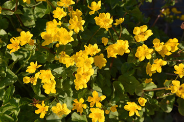 Bouton d'or en été au jardin