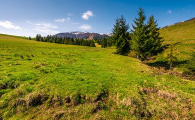 spruce trees on grassy hillside. beautiful springtime scenery in mountains with snowy tops