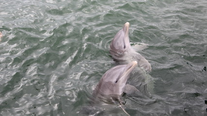 dauphin hors de l'eau