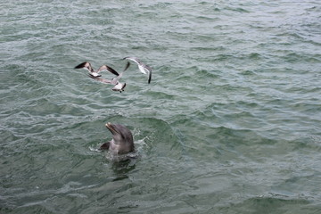 dauphin et mouettes