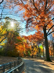 Autumn at Central Park