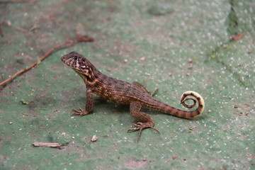 gecko à queue enroulée