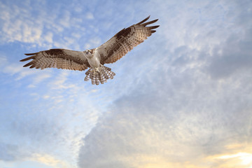 Osprey Coming in for a Landing